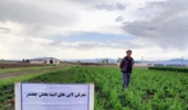تداوم جهاد علمی پژوهشگران تات؛ عملیات داشت لاین‌های امیدبخش چغندر علوفه‌ای در قزوین در حال اجرا