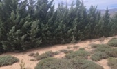 مازندران، میزبان یکی از مهمترین ذخیرهگاههای ژنهای گیاهی ارزشمند منطقه شد