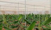 دستاورد پژوهشکده خرما و میوههای گرمسیری تات؛ تولید موفق نهالهای کشت بافتی موز رقم جیناین در گلخانه
