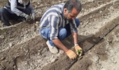 گامی بنیادین در خودکفایی بذر هیبرید فلفل؛ تولید و ارزیابی ژنتیکی لاینهای خالص توسط محقق تات