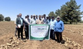 برنامه انتقال یافته های تحقیقاتی در روز مزرعه چغندر قند پاییزه موضوع برداشت چغندر قند در شهرستان سرخس
