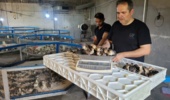 جهش ژنتیکی در مسیر تولید بوقلمون؛ استقرار بیش از ۲ هزار جوجه پرتولید برای نوسازی گلههای مادر