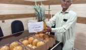 رکوردشکنی پژوهشگران تات در چابهار؛ سنگینترین آناناس ایران به ثبت رسید