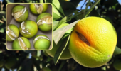 پژوهشگران تات، سپر علمی باغهای مرکبات؛ نسخهای برای نجات میوهها از ترکیدگی پیش از برداشت