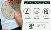 آغاز پایش علمی تفریخ تخم نوغان برای ارتقای کیفیت لاینهای ژنتیکی