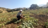 ثبت ذخایر ژنتیکی گرمک دیم کردستان برای ورود به چرخه اصلاح ارقام