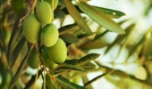 کاهش وابستگی به سموم شیمیایی در باغ‌های زیتون؛ راهکار زیستی پژوهشگران گیلان خسارت مگس زیتون را ۲۰ درصد کاهش داد