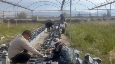 کاشت ۴۰۰۰ بذر پسته جهت تکثیر و اجرای پروژه تحقیقاتی در ایستگاه اسفندقه