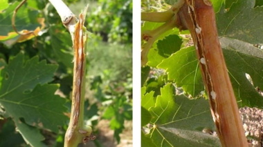 برگزاری کلاس آموزشی و ترویجی روش‌های مقابله با آفت «زنجره مو» در باغ‌های شهرستان ملایر