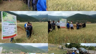 مزارع گندم کجور زیر ذره‌بین محققان؛ ارتقای بهره‌وری با اجرای طرح نوین P.N.T