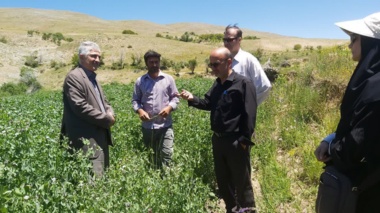 بازدیدمشترک از«مزارع الگویی نخود علوفه‌ای»دراستان زنجان/معرفی علوفه های کم آب بردراراضی کم بازده ودیم