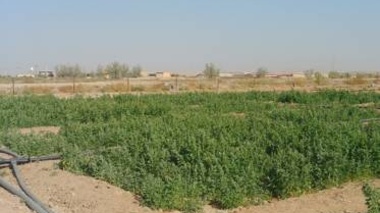 اثرات اقتصادی کشت کینوا در مزرعه تحقیقات شوری صدوق