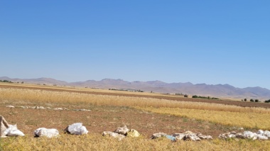 برداشت مزارع بذری غلات دیم در پایگاه تحقیقات دیم خدابنده آغاز شد