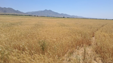 برداشت مزارع بذری گندم گواهی‌شده ارقام هشترود و باران در ایستگاه آبخوان‌داری قره‌چریان