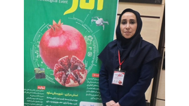 بررسی تاثیر سایبان بر کیفیت و کمیت میوه انار رقم ملس ساوه توسط عضو هیات علمی پژوهشکده مرکبات و میوه‌های نیمه‌گرمسیری