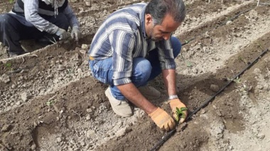 گامی بنیادین در خودکفایی بذر هیبرید فلفل؛ تولید و ارزیابی ژنتیکی لاین‌های خالص توسط محقق تات