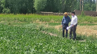 بازدید رئیس بخش تحقیقات چغندرقند استان آذربایجان غربی از آزمایش‌های تحقیقاتی در حال اجرا در ایستگاه تحقیقات کشاورزی خوی