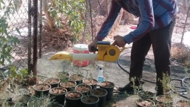 کودهای زیستی، برگ برنده احیای بیابان؛ افزایش ۱۰۸ درصدی کیفیت نهال تاغ در برابر گردوغبار