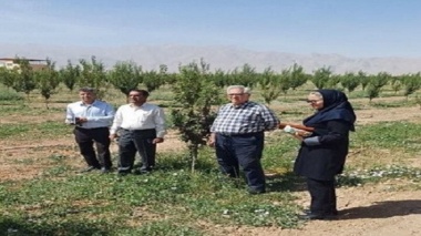 بازدید کارشناسی تیم تخصصی مرکز تحقیقات کشاورزی استان کرمان از باغات منطقه هفت باغ