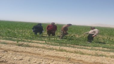 بازدید میدانی از مزارع ذرت شهرستان ارزوئیه