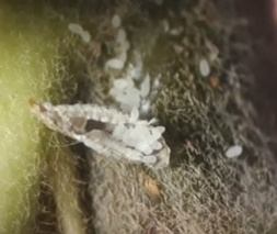 افزایش کارایی و کنترل سپردار واوی سیب با سموم مؤثرتر