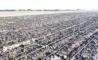 کاشت آزمایش مقایسه ارقام بذر پلت شده در شهرستان گنبدکاووس انجام شد