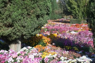 جشنواره گل های داوودی