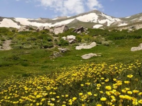 «دالامپر» بانک زنده تنوع ژنتیکی گیاهان ایران