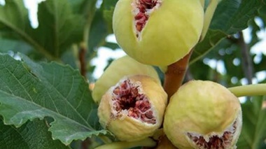 انجیر دیم قهرمان مقابله با بحران آب/ از هر هکتار یک تا 8 تن طلای شیرین برداشت می‌شود