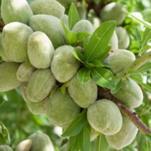 کارگاه آموزشی مدیریت آفات باغات بادام در شهرستان اردستان