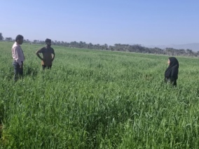 بازدید محقق معین از مزارع گندم تحت پوشش مرکز جهاد کشاورزی آسمینون