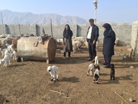 بازدید محقق معین از دامداری روستای امجز