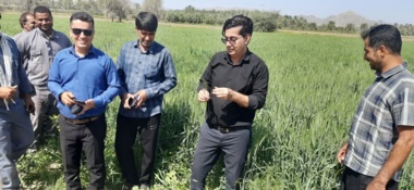 کارگاه آموزشی ترویجی مدیریت آفت سن گندم در شهرستان منوجان