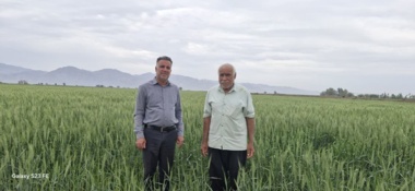 بازدید و نظارت بر مزارع تولید بذر گندم در جنوب کرمان