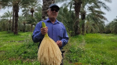 از پشت میز تا اوج نخل؛ جهاد برای امنیت غذایی در روزهای سخت!