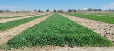 تداوم عملیات داشت ( کود و سم پاشی) آزمایشات و مزارع پایه های بذری در پردیس کبوتر آباد