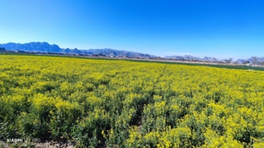 سرکشی به کشت های کلزا در ایستگاه کبوتر آباد