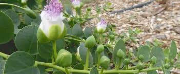 کشت گیاه کم آب بر کاپاریس در شرق اصفهان