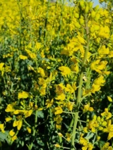 هسته های اولیه بذری کلزا رقمRGS_003