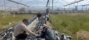 کاشت ۴۰۰۰ بذر پسته جهت تکثیر و اجرای پروژه تحقیقاتی در ایستگاه اسفندقه