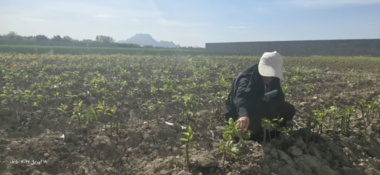 نظارت مرحله اول نهالستان های استان اصفهان