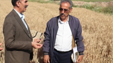 هدفگذاری برای معرفی ۸ رقم جدید گندم دیم در سال جاری