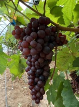 تولید انگور در گلخانه