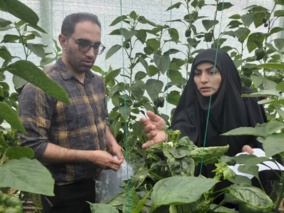 نمونه برداری جهت بررسی میزان باقی مانده سموم روی محصول