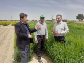 بازدید از پروژه های غلات و پایش مزارع تکثیری بذر