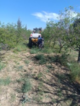 عملیات مبارزه با آفت شته سیاه بر روی درختان سردسیری پایگاه تحقیقاتی اسفندقه