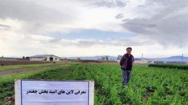 تداوم جهاد علمی پژوهشگران تات؛ عملیات داشت لاین‌های امیدبخش چغندر علوفه‌ای در قزوین در حال اجرا