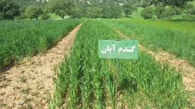 پایش عملی ۳۰ رقم جدید گندم، جو و علوفه / گام عملی تات برای ارتقای بهره‌وری دیم‌زارها