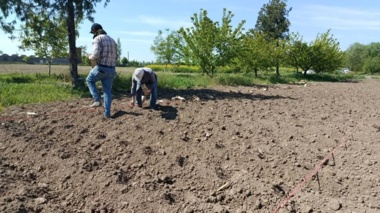 پیشرفت پروژه ملی تولید هیبریدهای آجیلی آفتابگردان در خوی؛ گامی از سوی تات برای خودکفایی در بذر