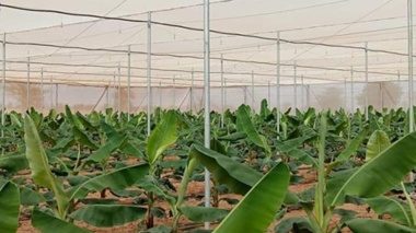 دستاورد پژوهشکده خرما و میوه‌های گرمسیری تات؛ تولید موفق نهال‌های کشت بافتی موز رقم جی‌ناین در گلخانه